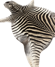 Load image into Gallery viewer, Zebra hide rug with black and white stripes on a plain background