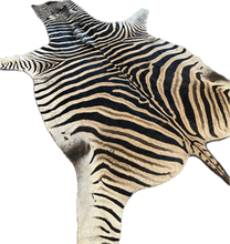 Load image into Gallery viewer, Zebra skin rug with black and white stripes on a white background