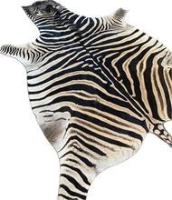 Load image into Gallery viewer, Zebra skin rug with black and white stripes on a plain background