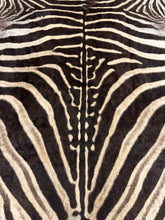 Load image into Gallery viewer, Close-up of a zebra's striped pattern