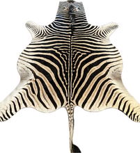 Load image into Gallery viewer, Zebra skin rug with black and white stripes on a plain background