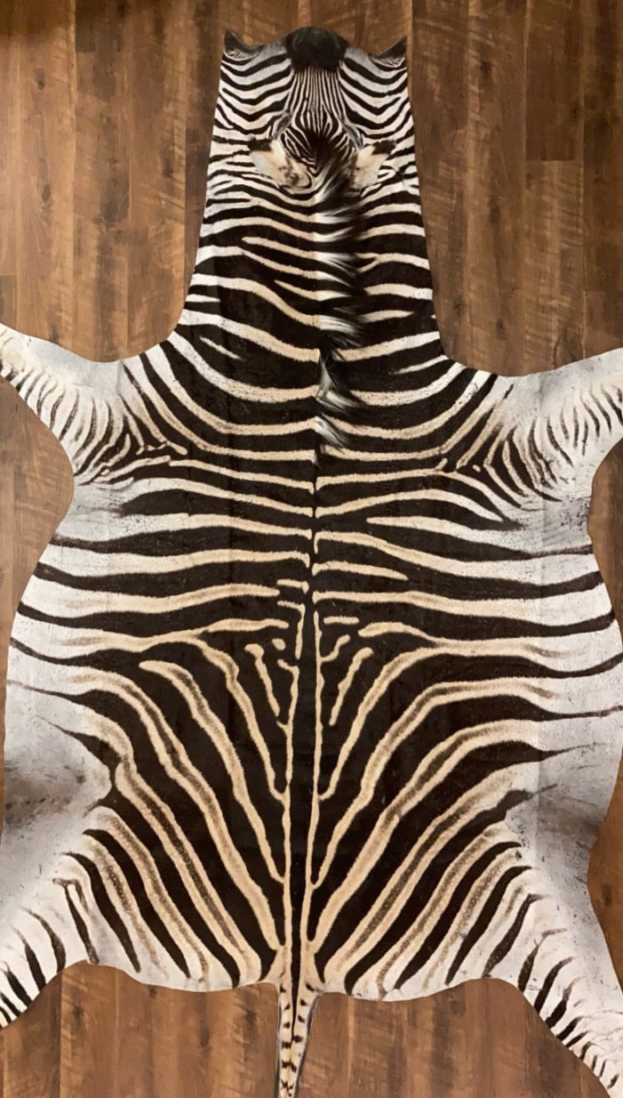 A Grade Zebra Hide Rug [A67]