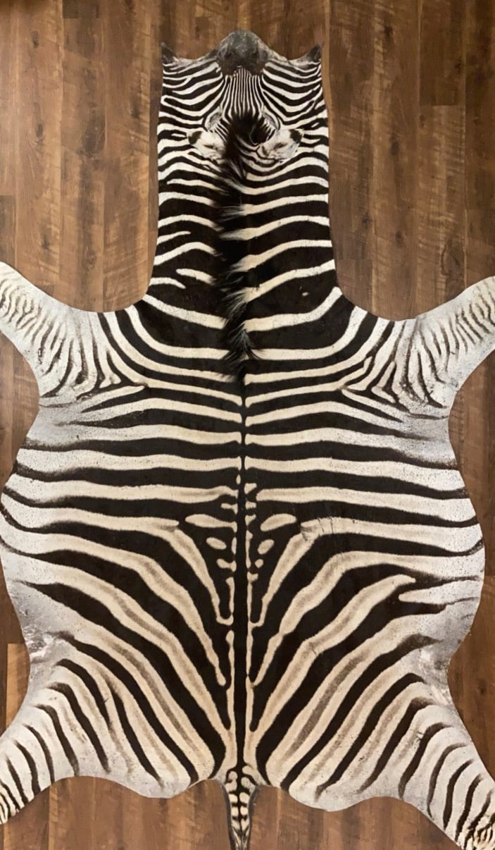 A Grade Zebra Hide Rug [A110]