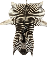 Load image into Gallery viewer, A Grade Zebra Hide Rug [A25-5]
