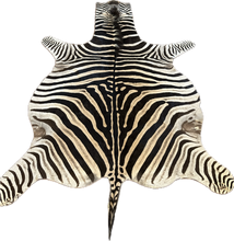 Load image into Gallery viewer, Zebra skin rug with black and white stripes on a plain background
