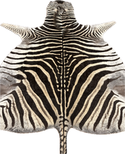 Load image into Gallery viewer, Zebra hide rug with black and white stripes on a plain background
