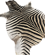 Load image into Gallery viewer, Trophy AA Grade Zebra Hide Rug [T/AA25-8]
