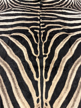 Load image into Gallery viewer, Trophy AA Grade Zebra Hide Rug [T/AA25-8]
