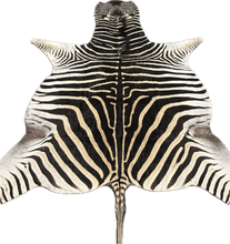 Load image into Gallery viewer, AA Grade Zebra Hide Rug [AA25-152]
