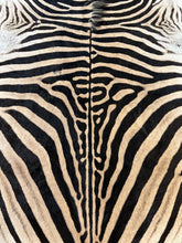 Load image into Gallery viewer, A Grade Zebra Hide Rug [A96]
