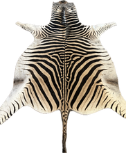 Load image into Gallery viewer, A Grade Zebra Hide Rug [A96]
