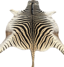 Load image into Gallery viewer, A Grade Zebra Hide Rug [A56]
