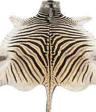Load image into Gallery viewer, B Grade Zebra Hide Rug [B104]
