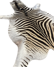 Load image into Gallery viewer, B Grade Zebra Hide Rug [B114]
