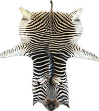 Load image into Gallery viewer, A Grade Zebra Hide Rug [A96]
