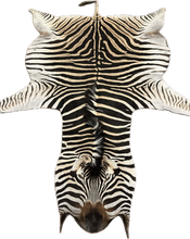 Load image into Gallery viewer, Trophy AA Grade Zebra Hide Rug [T/AA25-11]
