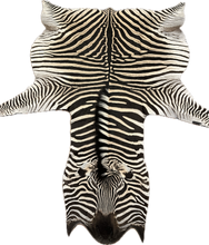 Load image into Gallery viewer, Trophy AA Grade Zebra Hide Rug [T/AA25-13]
