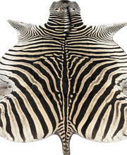 Load image into Gallery viewer, Trophy AA Grade Zebra Hide Rug [T/AA25-13]
