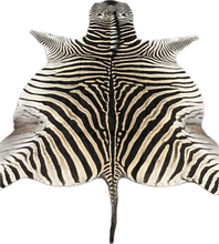 Load image into Gallery viewer, Trophy AA Grade Zebra Hide Rug [T/AA25-13]
