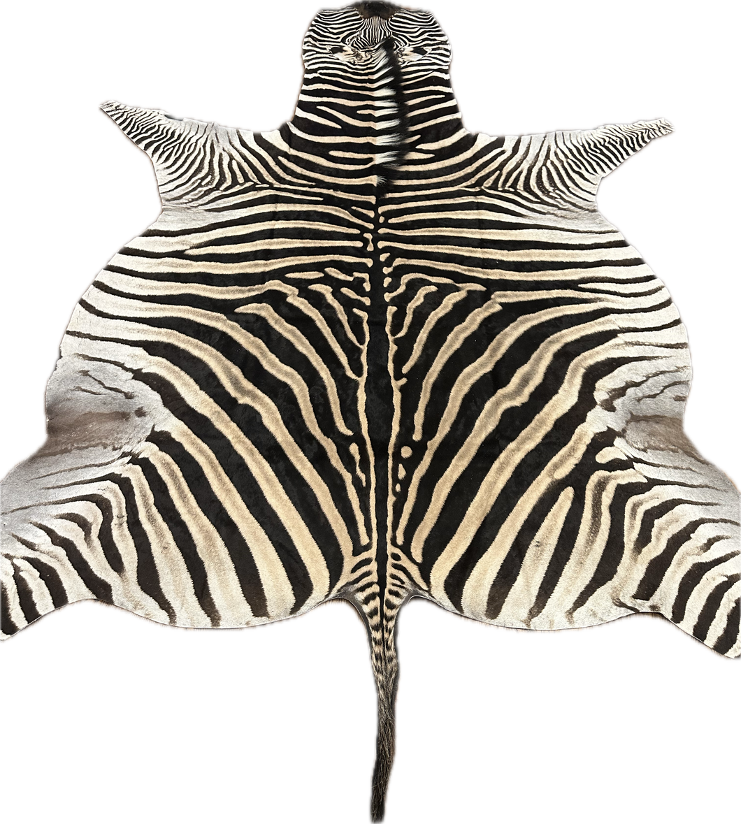 Trophy AA Grade Zebra Hide Rug [T/AA25-13]