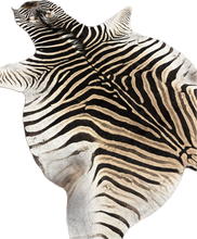 Load image into Gallery viewer, Trophy AA Grade Zebra Hide Rug [T/AA25-11]
