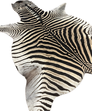 Load image into Gallery viewer, Trophy AA Grade Zebra Hide Rug [T/AA25-13]
