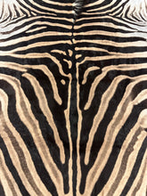 Load image into Gallery viewer, Trophy AA Grade Zebra Hide Rug [T/AA25-11]
