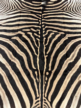 Load image into Gallery viewer, Trophy AA Grade Zebra Hide Rug [T/AA25-13]
