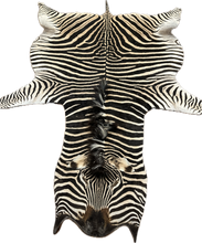 Load image into Gallery viewer, AA Grade Zebra Hide Rug [AA25-3]
