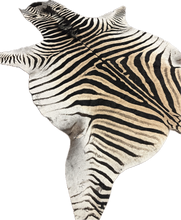 Load image into Gallery viewer, A Grade Zebra Hide Rug [A25-9]
