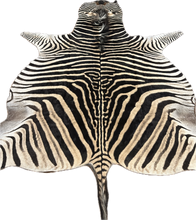 Load image into Gallery viewer, AA Grade Zebra Hide Rug [AA25-3]
