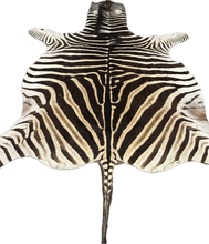 Load image into Gallery viewer, A Grade Zebra Hide Rug [A54]
