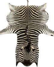 Load image into Gallery viewer, AA Grade Zebra Hide Rug [AA25-10]
