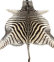 Load image into Gallery viewer, A Grade Zebra Hide Rug [A25-5]
