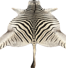 Load image into Gallery viewer, A Grade Zebra Hide Rug [A25-7]
