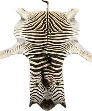 Load image into Gallery viewer, A Grade Zebra Hide Rug [A612]
