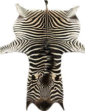 Load image into Gallery viewer, AA Grade Zebra Hide Rug [AA92]
