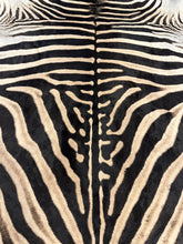 Load image into Gallery viewer, AA Grade Zebra Hide Rug [AA95]

