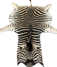 Load image into Gallery viewer, AA Grade Zebra Hide Rug [AA99]
