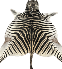 Load image into Gallery viewer, AA Grade Zebra Hide Rug [AA25-15]

