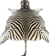Load image into Gallery viewer, AA Grade Zebra Hide Rug [AA25-6]
