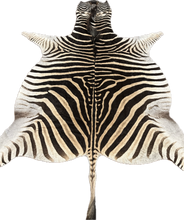 Load image into Gallery viewer, AA Grade Zebra Hide Rug [AA25-1]
