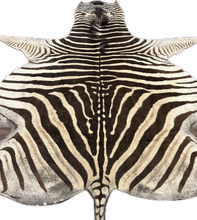 Load image into Gallery viewer, A Grade Zebra Hide Rug [A25-5]
