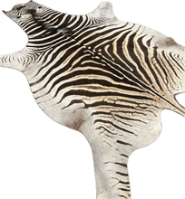 Load image into Gallery viewer, A Grade Zebra Hide Rug [A615]
