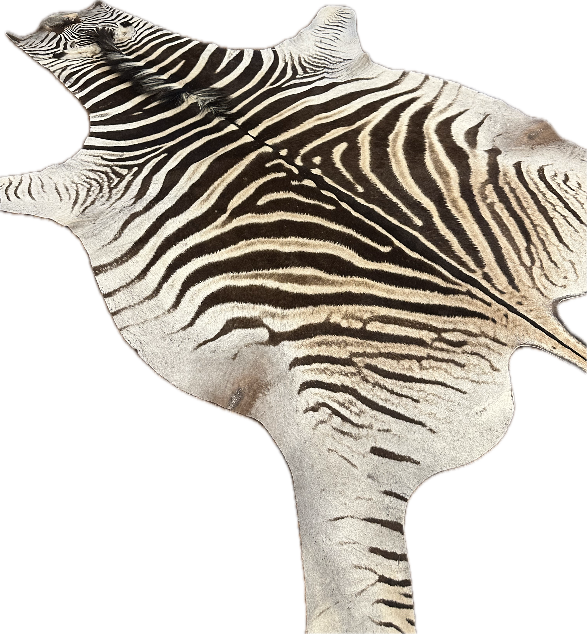 A Grade Zebra Hide Rug [A615] – ZebraHideRugs.com