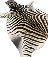 Load image into Gallery viewer, AA Grade Zebra Hide Rug [AA92]
