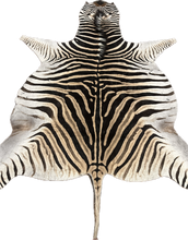 Load image into Gallery viewer, Trophy AA Grade Zebra Hide Rug [T/AA25-11]
