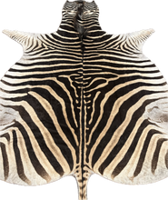 Load image into Gallery viewer, AA Grade Zebra Hide Rug [AA25-1]
