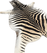 Load image into Gallery viewer, AA Grade Zebra Hide Rug [AA99]

