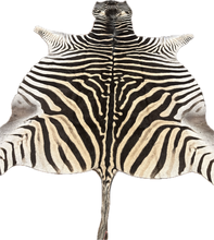Load image into Gallery viewer, AA Grade Zebra Hide Rug [AA25-6]
